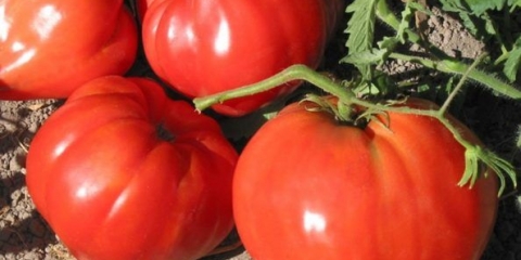 Uralski divovski paradajz: recenzije, fotografije, prinos